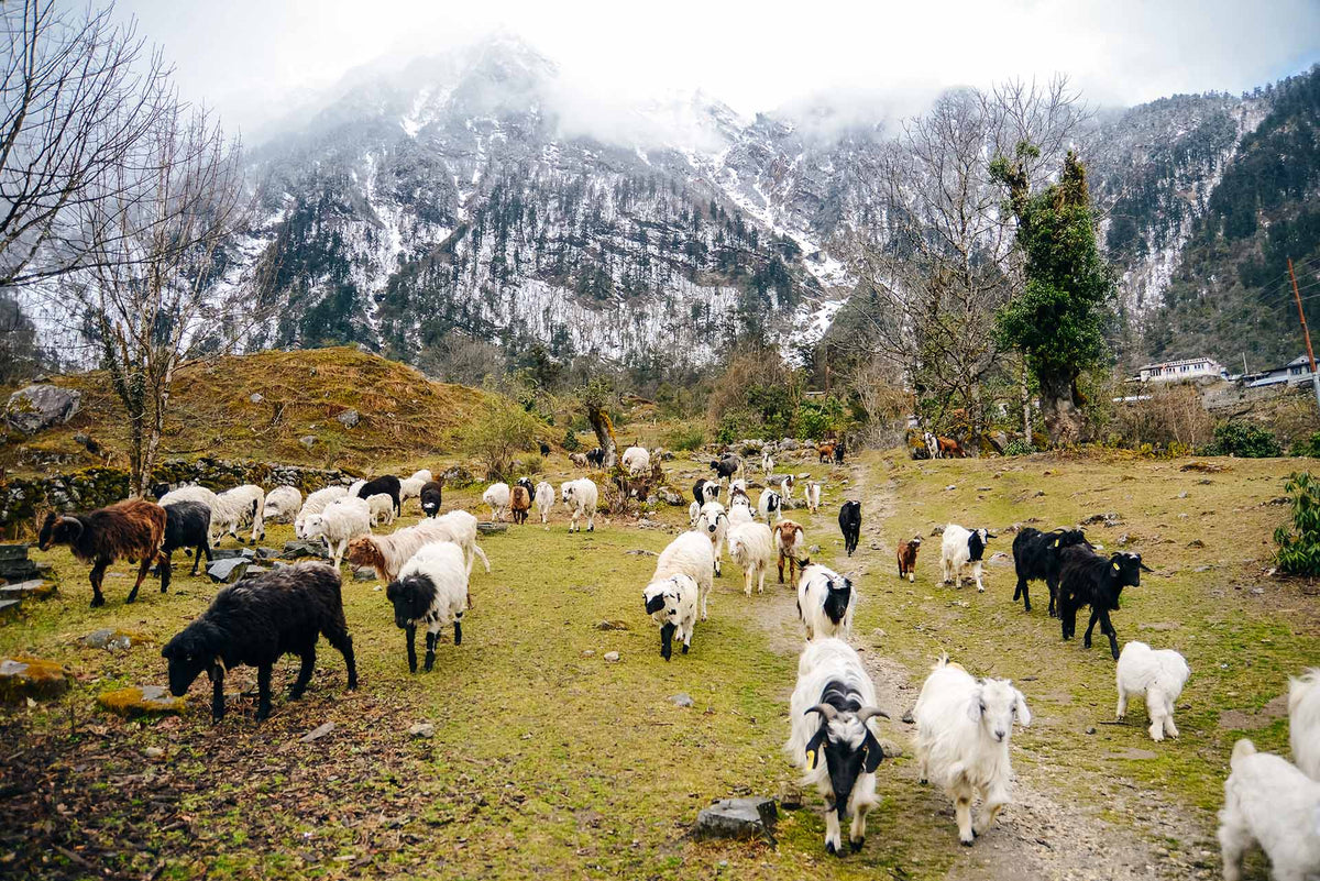 Cashmere Production: 2 Indicators, 1 Standard – Cashmere & Silk